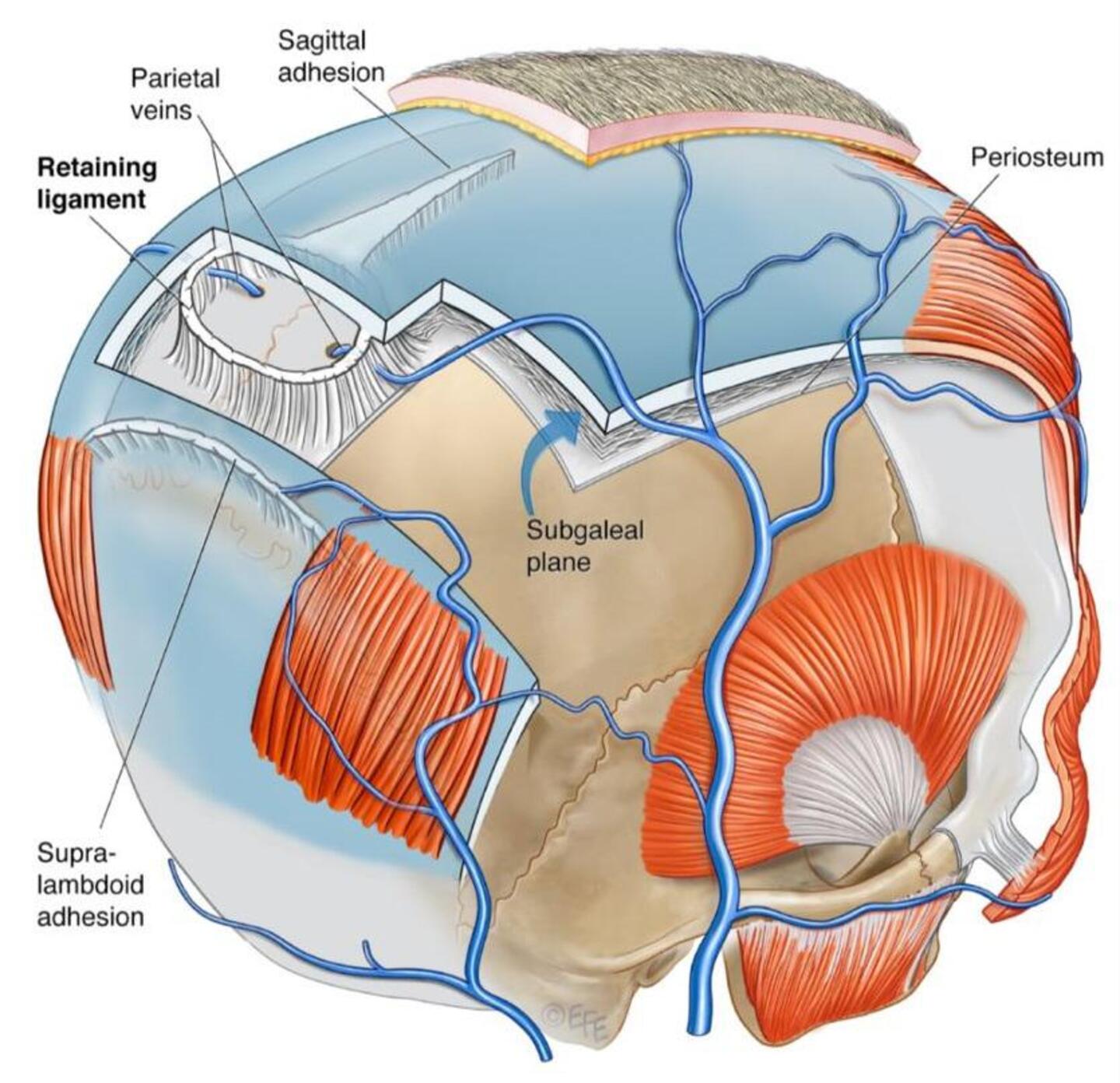 Illustratie Nieuw Ligament